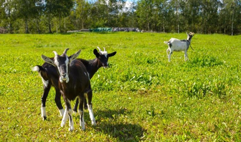 Gospodarstwo Agroturystyczne Jacwing Villa Giby Exterior foto